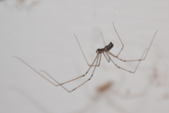 Holocnemus pluchei