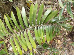 Zamia erosa