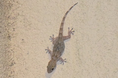 Tarentola mauritanica