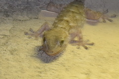 Tarentola mauritanica