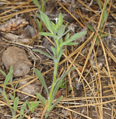 Allophyllum integrifolium