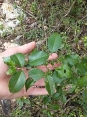 Eugenia biflora