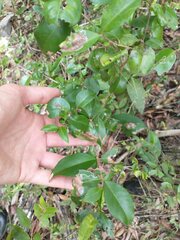 Eugenia biflora