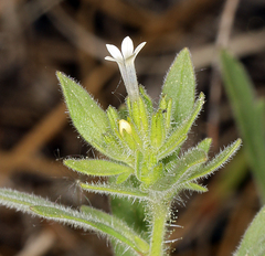 Allophyllum integrifolium