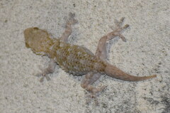 Tarentola mauritanica