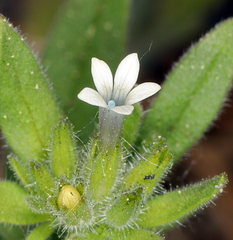 Allophyllum integrifolium