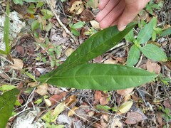 Anthurium crenatum
