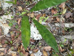 Anthurium crenatum