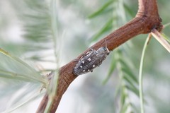 Chrysobothris octocola