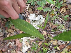 Anthurium crenatum