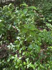 Ditrysinia fruticosa
