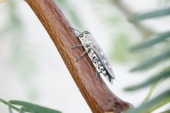 Chrysobothris octocola