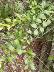 Schaefferia frutescens