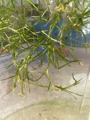 Zannichellia palustris