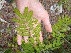 Senegalia westiana