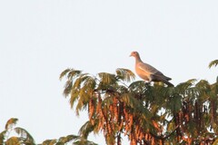 Patagioenas picazuro