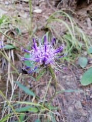 Phyteuma scheuchzeri scheuchzeri