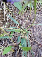 Phyteuma scheuchzeri scheuchzeri