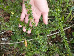 Neea buxifolia