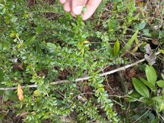 Neea buxifolia