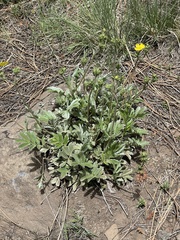 Potentilla nivea
