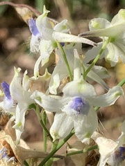 Delphinium leucophaeum