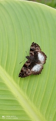 Noctuana lactifera