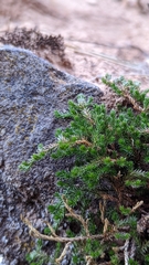 Selaginella underwoodii