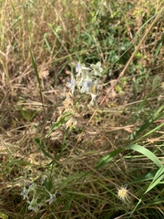 Delphinium leucophaeum