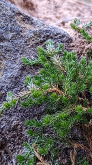 Selaginella underwoodii