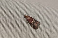 Acrobasis marmorea