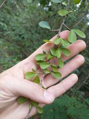 Erythroxylum brevipes