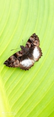Noctuana lactifera