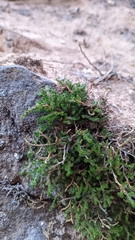 Selaginella underwoodii
