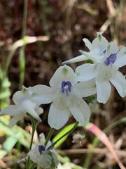 Delphinium leucophaeum