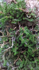 Selaginella underwoodii