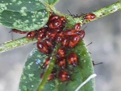 Tropidothorax leucopterus