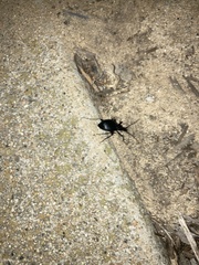 Scaphinotus interruptus