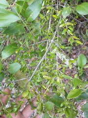 Neea buxifolia