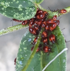 Tropidothorax leucopterus