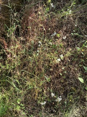 Delphinium leucophaeum