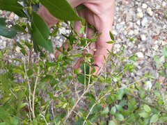 Neea buxifolia