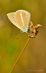 Polyommatus ripartii