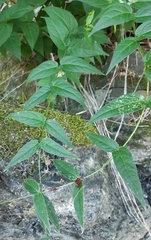 Tropidothorax leucopterus