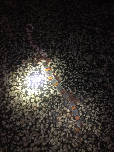 Gray-banded Kingsnake