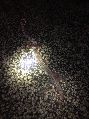 Lampropeltis alterna