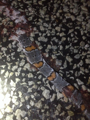 Lampropeltis alterna