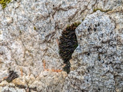 Schistidium maritimum
