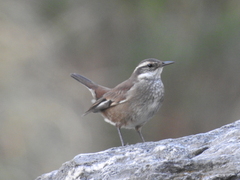 Cinclodes olrogi