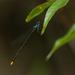 Coeliccia ryukyuensis - Photo (c) 張智偉(Chang, Jack, Chih-Wei), algunos derechos reservados (CC BY-NC), subido por 張智偉(Chang, Jack, Chih-Wei)